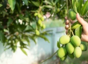 Buah yang Menjalar ke Lahan Tetangga Milik Siapa?