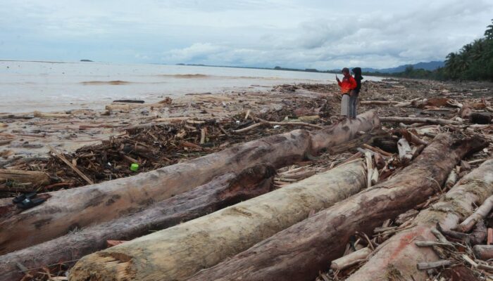 Masyarakat Diizinkan Manfaatkan Kayu Terbawa Banjir, Dishut Sumbar Kebut Pendataan
