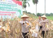 Pasbar Targetkan Produksi Jagung  193 Ribu Ton