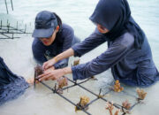 17.855 Harapan di Bawah Laut: Langkah Nyata Telkom Pulihkan Terumbu Karang Indonesia