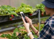 Buah yang Menjalar ke Lahan Tetangga Milik Siapa?