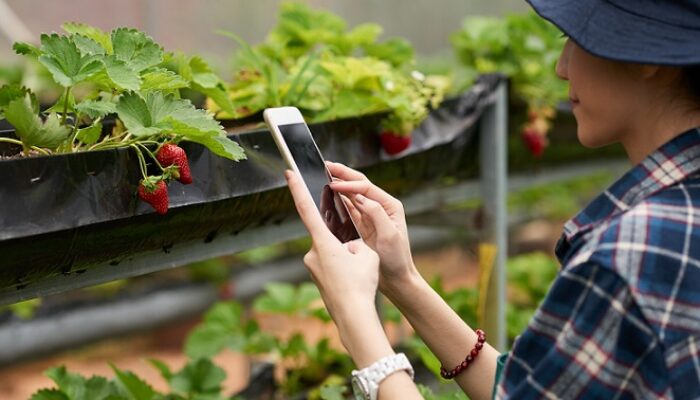 Buah yang Menjalar ke Lahan Tetangga Milik Siapa?