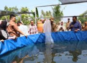 BUMDes Ampalu Kembangkan Bioflok-Akuaponik, Pasok Lele untuk Dapur MBG