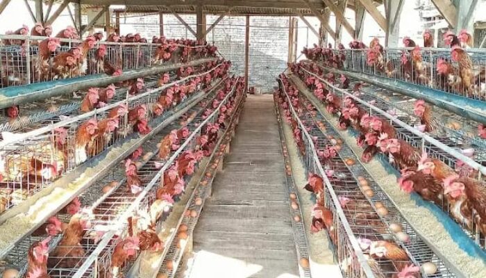 Swasembada Protein Dimulai dengan Pengembangan Hilirisasi Ayam Terintegrasi