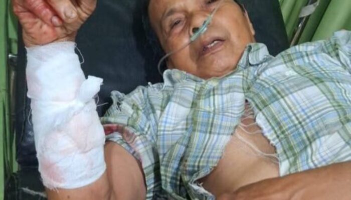 Musim Panen Jadi Tragedi Berdarah, Tiga Petani Sinuruik Diserang Beruang