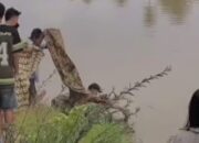 Dua Hari Dicari, Aska (13) Ditemukan Tak Bernyawa di Hilir Sungai Batang Pelangai