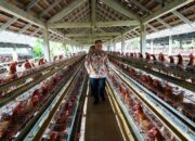 Tak Hanya Tingkatkan Gizi, MBG Juga Dorong Pertumbuhan Industri Unggas