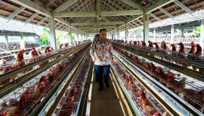 Tak Hanya Tingkatkan Gizi, MBG Juga Dorong Pertumbuhan Industri Unggas
