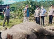 Anak Gajah Sumatra Kembali Tewas di Taman Nasional Tesso Nilo