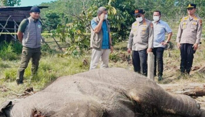 Anak Gajah Sumatra Kembali Tewas di Taman Nasional Tesso Nilo