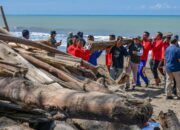 Semen Padang Turun Tangan Bersihkan Kayu di Pantai Parupuk, Wamenhut: Target 3 Hari Bersih!