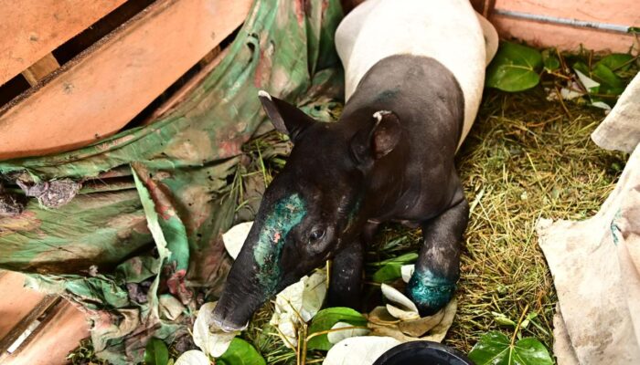 Polres Pasaman dan BKSDA Gagalkan Pengangkutan Tapir, Dua Pelaku Diamankan