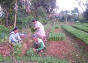 Petani Korban Bencana Banjir dan Longsor di Aie Pacah Koto Tangah Mulai Panen