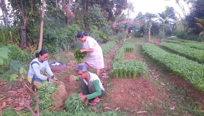 Petani Korban Bencana Banjir dan Longsor di Aie Pacah Koto Tangah Mulai Panen