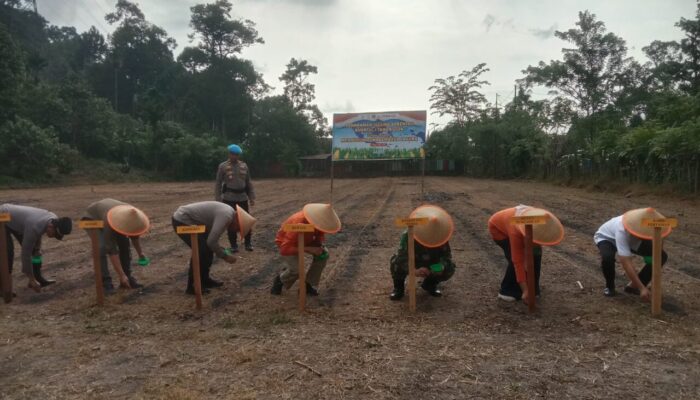 Kapolres Pessel Pimpin Tanam Jagung Serentak, Dukung Program Swasembada Pangan Presiden
