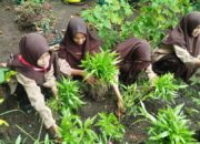 Kokurikuler IPA “Madrasahku Hijau” MTsN 9 Tanah Datar Panen