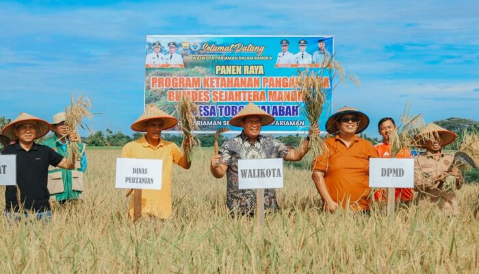 BUMDes Sejahtera Mandiri Toboh Palabah Pariaman Panen Capai 14 Ton