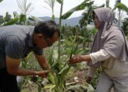 Panen Jagung Manis BUMNag Sapayuang, Bukti Kemandirian Ekonomi Nagari Aia Manggih