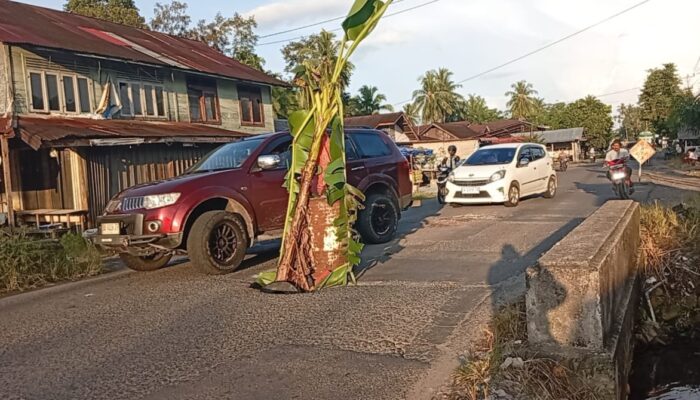 Puluhan Lubang Ancam Pengguna Jalan, Warga Lubuk Basung Tanam Pohon Pisang di Jalan Rusak