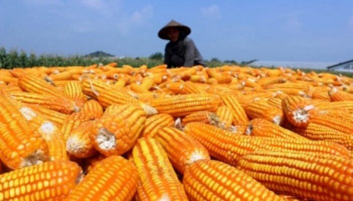 Bulog Wajib Serap Minimal 1 Juta Ton Jagung Kering Petani