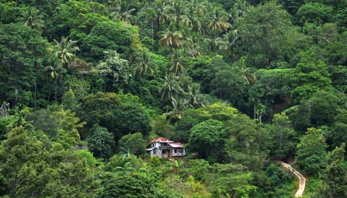 Sumbar Kehilangan 6,6 Ribu Hektare Kawasan Hutan, Menekan Laju Deforestasi Harga Mati