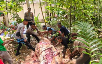 Warga Huntara Pessel Terima Bantuan Dua Ekor Sapi Kurban dari Kapolda Sumbar