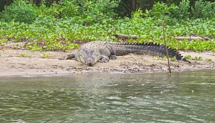 Heboh! Buaya 2 Meter Muncul di Sungai Dekat Permukiman Warga Sutera