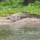 Heboh! Buaya 2 Meter Muncul di Sungai Dekat Permukiman Warga Sutera