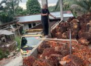 Harga TBS Swadaya Anjlok, Petani Pessel Terancam Rugi Rp500 Miliar per Tahun
