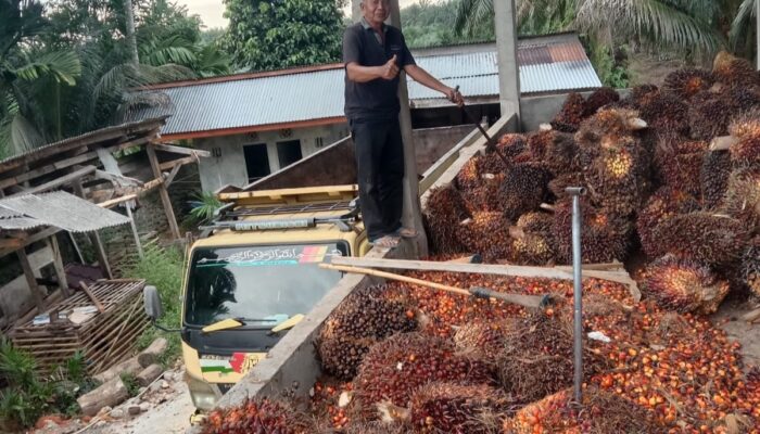 Harga TBS Swadaya Anjlok, Petani Pessel Terancam Rugi Rp500 Miliar per Tahun