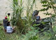 Diduga Microsleep, Sopir Pajero Tewas dalam Kecelakaan di Sijunjung