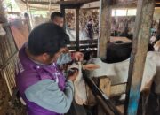 Tim Keswan Kota Padang Beri Label Khusus Hewan Layak Kurban