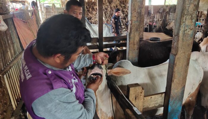 Tim Keswan Kota Padang Beri Label Khusus Hewan Layak Kurban