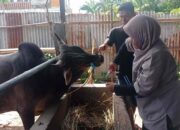 Distribusi Daging Kurban di Padang Kini Lewat Barcode