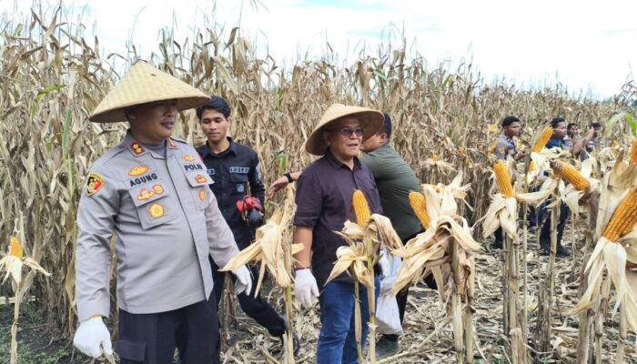 Bupati Pasbar Hadiri Panen Raya Jagung Serentak Kuartal II di Lingkuang Aua Bandarajo