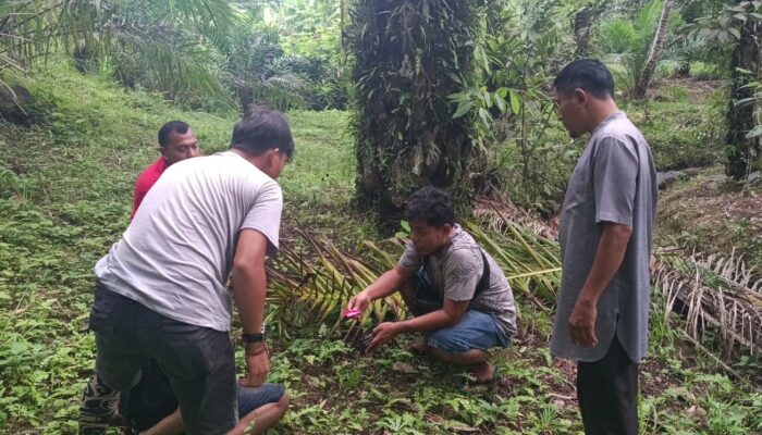 Satresnarkoba Polres Pasbar Ringkus Pengedar Narkoba di Jorong Sidomulyo