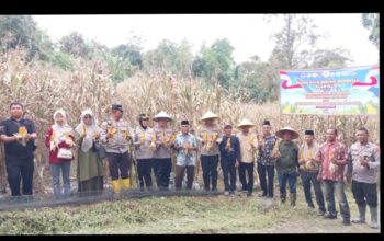 Panen Jagung Serentak di Batipuah Ateh, Sinergi Pemerintah dan Polri Perkuat Ketahanan Pangan