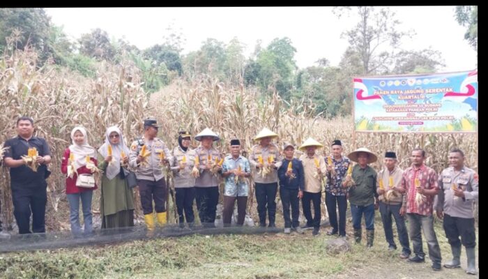 Panen Jagung Serentak di Batipuah Ateh, Sinergi Pemerintah dan Polri Perkuat Ketahanan Pangan