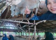 Jelang Iduladha, Guru MTsN 1 Pasaman Berburu Sapi Kurban ke Rambahan Rao