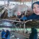 Jelang Iduladha, Guru MTsN 1 Pasaman Berburu Sapi Kurban ke Rambahan Rao