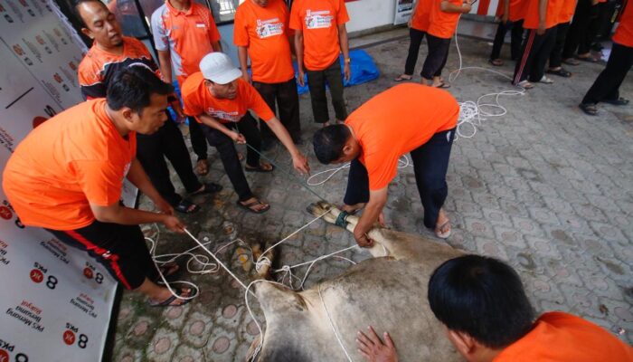 Semangat Berbagi di Hari Raya Kurban, PKS Kota Padang Sembelih 10 Sapi dan 1 Domba