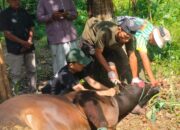 Idul Adha, Murid MAN 1 Tanah Datar Lakukan Research  Prosesi Kurban