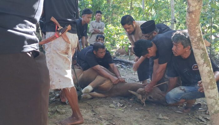 Tradisi Qurban Surau Palo Silungkang Tigo Kembali Semarak, 26 Ekor Sapi Disembelih untuk Warga
