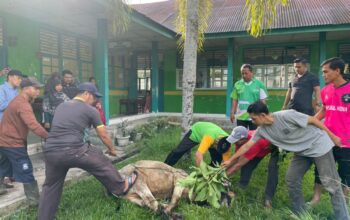 Syiar Islam, MTsN 7 Padang Sembelih Hewan Kurban