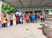 MAN Sawahlunto Sembelih Dua Hewan Kurban
