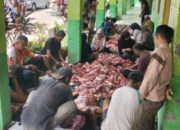 Bangun Karakter Gemar Berbagi, MTsN 3 Pessel Sembelih Empat Ekor Sapi Kurban