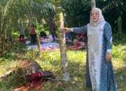 MTsN Dharmasraya Sembelih Lima Sapi Kurban 