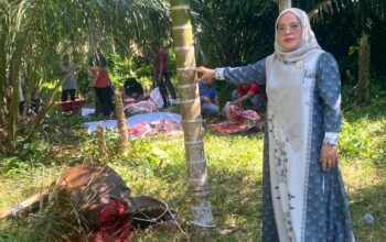 MTsN Dharmasraya Sembelih Lima Sapi Kurban 