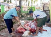 MTsN 1 Pasaman Laksanakan Penyembelihan Hewan Kurban