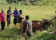Pertama Kali, MIN 6 Padang Sembelih Hewan Kurban